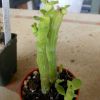 Vai alla scheda di Monadenium ellenbeckii