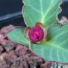 Vai alla scheda di Monadenium mafingense