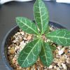 Vai alla scheda di Monadenium pseudoracemosum