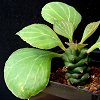 Vai alla scheda di Monadenium ritchiei