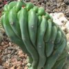 Vai alla scheda di Myrtillocactus cochal f. cristatus