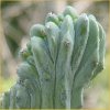 Vai alla scheda di myrtillocactus geometrizans f. cristatus