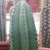 Vai alla scheda di Myrtillocactus schenckii