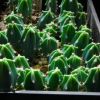 Vai alla scheda di Myrtillocactus geometrizans