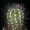 Vai alla scheda di Neoporteria microsperma