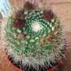 Vai alla scheda di Notocactus agnetae