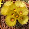 Vai alla scheda di Notocactus buiningii