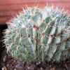 Vai alla scheda di Notocactus buiningii f. cristatus