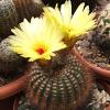 Vai alla scheda di Notocactus concinnus