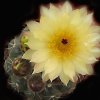 Vai alla scheda di Notocactus crassigibbus