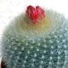 Vai alla scheda di Notocactus haselbergii