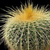 Vai alla scheda di Notocactus leninghausii