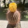 Vai alla scheda di Notocactus mueller-melchersii v. eugeniae