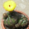 Vai alla scheda di Notocactus ottonis