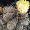 Vai alla scheda di Notocactus oxycostatus v. schuldtii