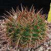 Vai alla scheda di Notocactus roseoluteus