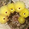 Vai alla scheda di Notocactus schlosseri