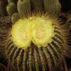 Vai alla scheda di Notocactus schumannianus