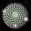 Vai alla scheda di Notocactus scopa