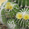 Vai alla scheda di Notocactus scopa f. cristatus monstruosus