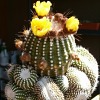 Vai alla scheda di Notocactus scopa f. monstruosus