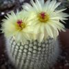 Vai alla scheda di Notocactus scopa v. albispinus