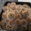 Vai alla scheda di Notocactus leninghausii