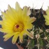 Vai alla scheda di Notocactus submammulosus