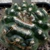 Vai alla scheda di Notocactus uebelmannianus f. monstruosus