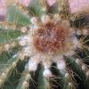 Vai alla scheda di Notocactus warasii