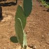Vai alla scheda di Opuntia santamaria