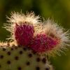 Vai alla scheda di Opuntia scheeri