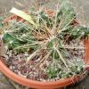 Vai alla scheda di Opuntia schottii