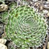 Vai alla scheda di Orostachys spinosa