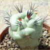 Vai alla scheda di Ortegocactus macdougallii