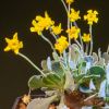 Vai alla scheda di Othonna cacalioides
