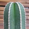 Vai alla scheda di Pachycereus marginatus