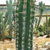 Vai alla scheda di Pachycereus pecten-aboriginum