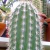 Vai alla scheda di Pachycereus pringlei