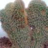 Vai alla scheda di Pachycereus pringlei f. cristatus