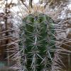 Vai alla scheda di Pachycereus weberi