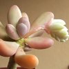 Vai alla scheda di Pachyphytum viride x oviferum