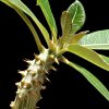 Vai alla scheda di Pachypodium baronii