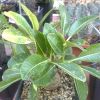 Vai alla scheda di Pachypodium baronii v. windsorii