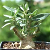 Vai alla scheda di Pachypodium bispinosum