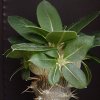 Vai alla scheda di Pachypodium brevicaule