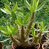 Vai alla scheda di Pachypodium densiflorum