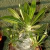 Vai alla scheda di Pachypodium horombense