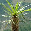 Vai alla scheda di Pachypodium lamerei