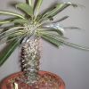 Vai alla scheda di Pachypodium ramosum